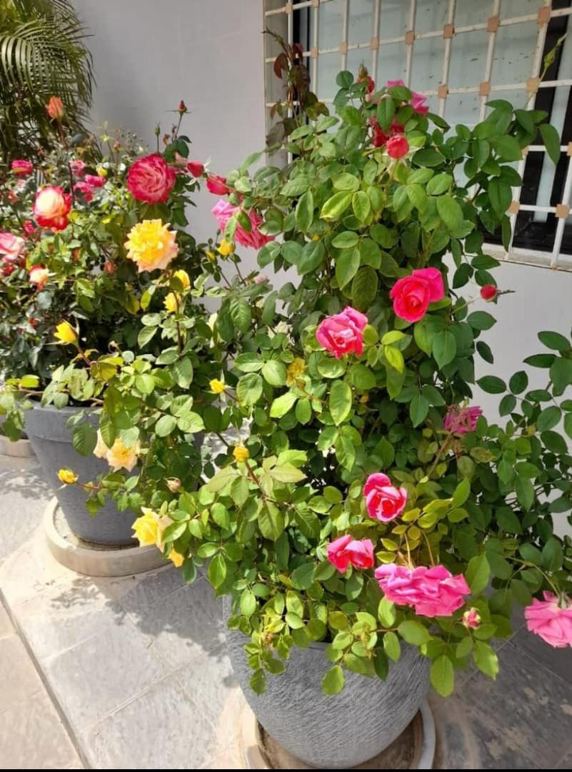 Rosiers en Mode Mixte